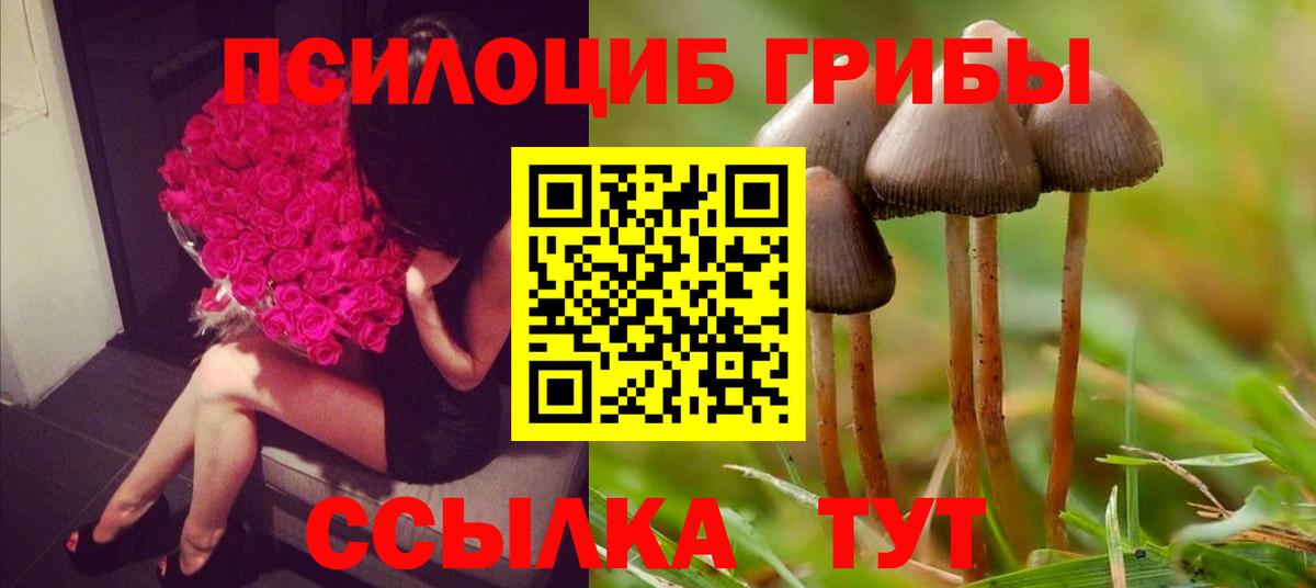 где купить   Вход с VPN  Псилоцибиновые грибы прущие грибы  Богородицк  Галлюциногенные грибы ЛСД 